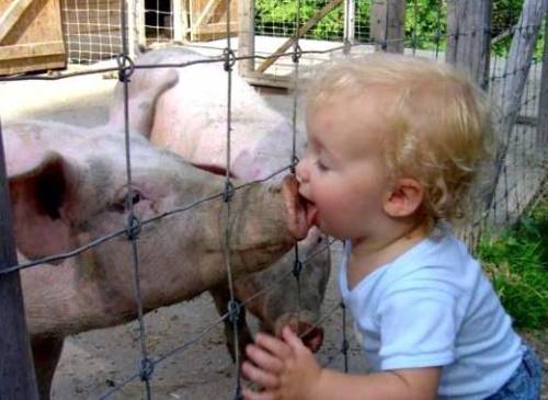 how swine flu spreads